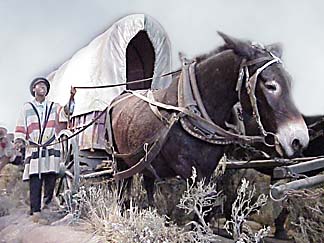 Mule skinner