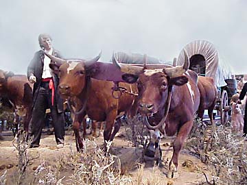Covered Wagon Pulled by Oxen