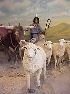 Sheep driven by sheepherder