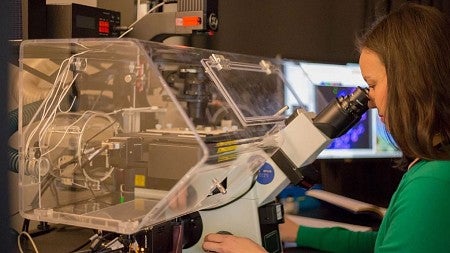 UO microbiologist Diana Libuda looking into a microscope.