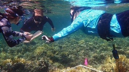 Three students snorkeling over Caribbean coral reef