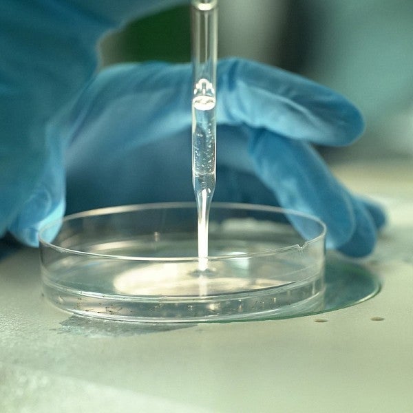 Gloved hands pipetting zebrafish fry in a petri dish.